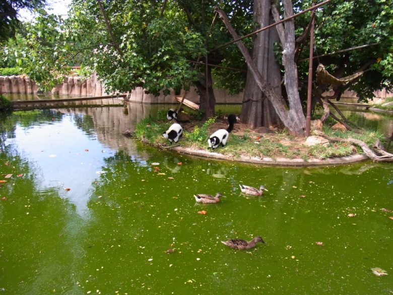 ホノルル動物園の池